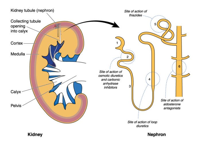 The kidneys – Art of Detox