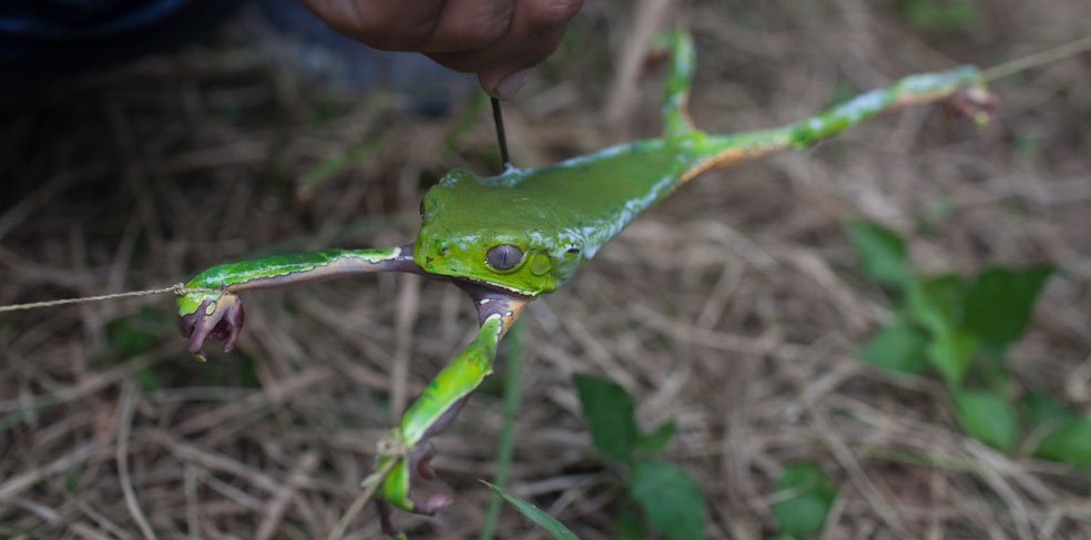 Kambo Frog Medicine