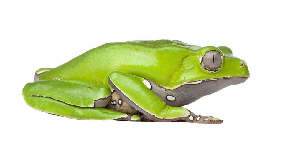 Kambo Frog