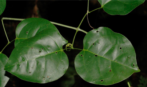 ajo sacho macho - Amazonian Medicinal Plants