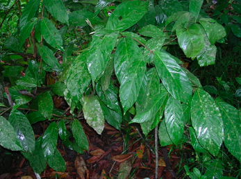 chacruna - Amazonian Medicinal Plants