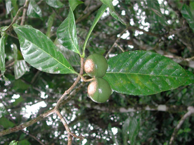 sanango - Amazonian Medicinal Plants