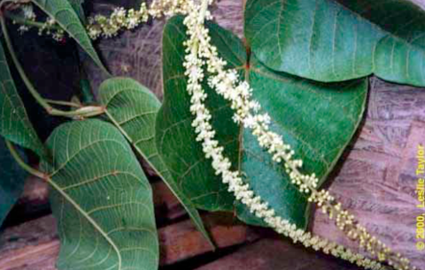 sangre de drago - Amazonian Medicinal Plants