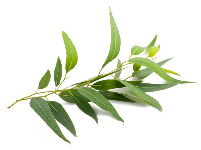 Eucalyptus broth recipe