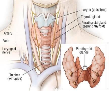 thyroid - parathyroid